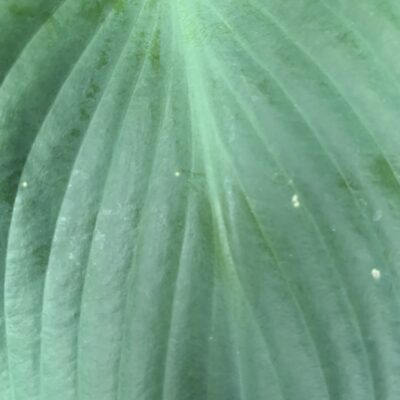 Dark green leaf close up