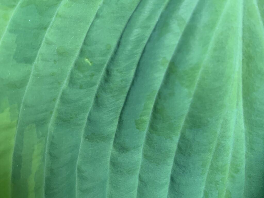 Bright green leaf