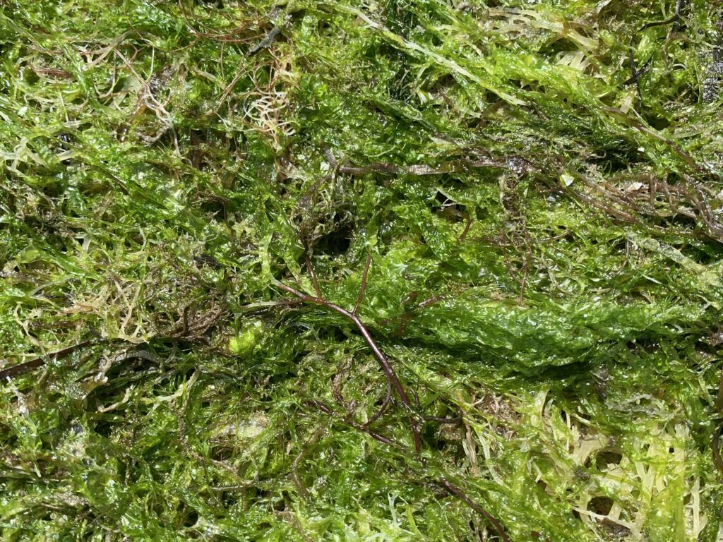 Wet slimy green moss