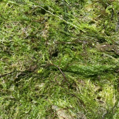 Wet slimy green moss