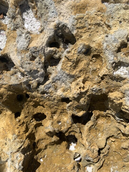 Wormy Texture Rocks everytexture.com-stock-rocks-texture-00110 | Free Textures